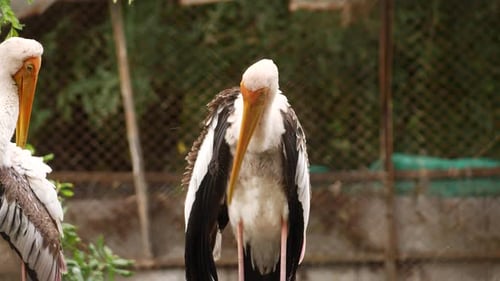 Birds scratching back and feathers