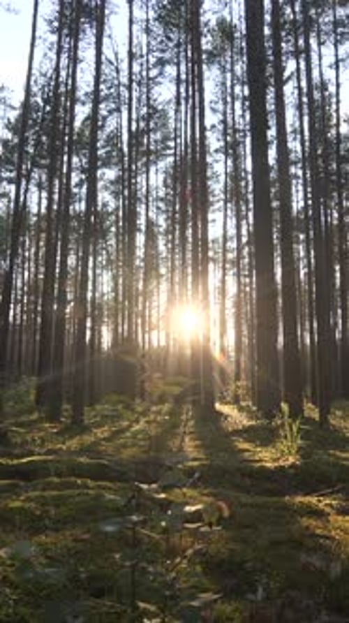 Vertical Video Sunny Morning in Pine Forest Camera Moving Low Between Trees