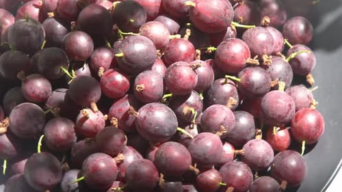 Close Up of Fresh, Ripe Gooseberries