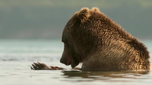Brown Bear eating Salmon fish in Lake Kuril Kamchatka
