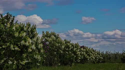 Blooming flower bush on windy day, fusion time lapse with sun peaks