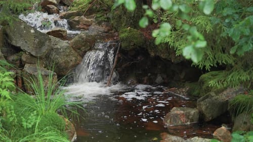 A miniature waterfall on the shallow stream in the lush green summer forest. Parallax video.
