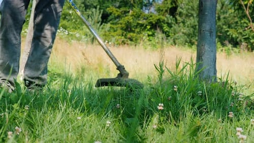 Gardener Mows Grass Around Tree Trunks
