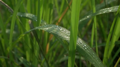 4k Tauwasser auf grünen Blättern