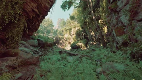 Une forêt pleine d'arbres et de plantes