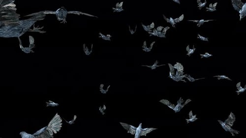 Dark Flock of Crows Flying Animation