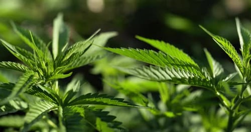 Close up view leave of cannabis or Marijuana moving with wind