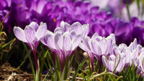 Spring Wildflowers Crocuses Bloom in the Park