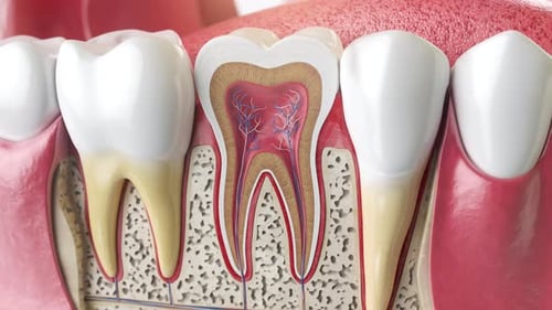 Detailed 3D Animation of Human Tooth Anatomy Cross-Section