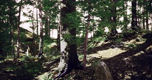 Vibrant Forest Landscape with Sunlight Filtering Through Lush Green Leaves