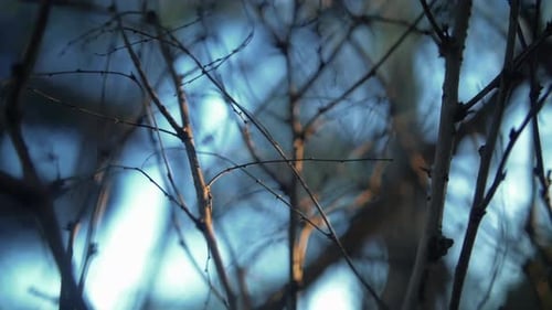 Dry Branches Of A Plant With Blurry Sunlight Background. - close up, slow motion