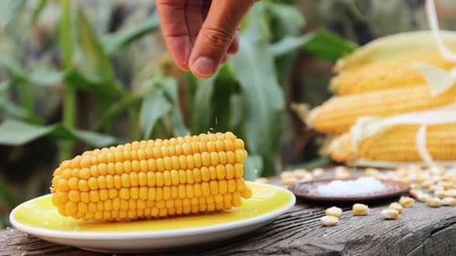 Boiled corn in nature. Close-up.