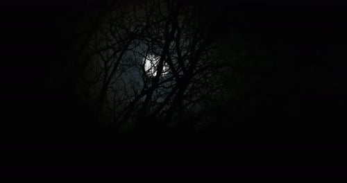 Bare Tree Branches Against Full Moon at Night