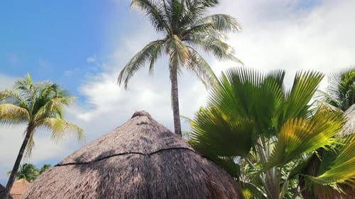 Palm Trees and Thatched Roofs in Tropical Setting