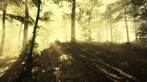 Rays of Sunlight Falling Into a Misty Forest