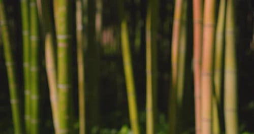 Green Out of Focus Bamboo Tree Background with Copy Space