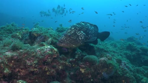 Mero grouper front view