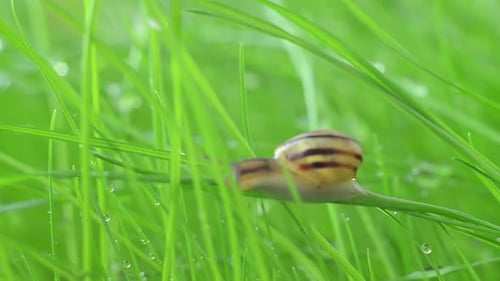 A Small Snail Crawls on the Wet Grass