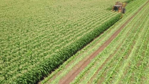 Combine Harvester in Verdant Cornfield, Aerial View