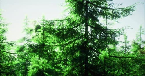 Dense Green Forest with Tall Trees Under Bright Sunlight in Nature