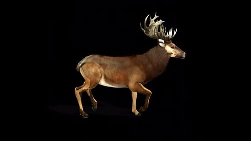 Deer Trot Idle