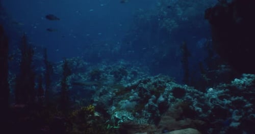 Underwater Exploration in a Vibrant Coral Reef Ecosystem at Dusk