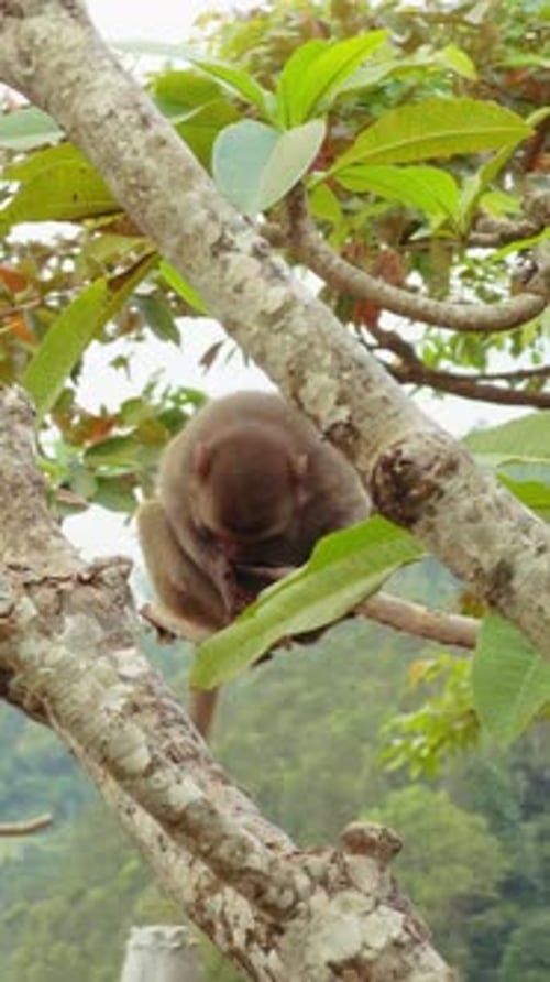 Vidéo verticale. Petit singe posé sur une branche parmi des feuilles denses, légèrement incliné au-dessus de la tête avec des feuilles molles