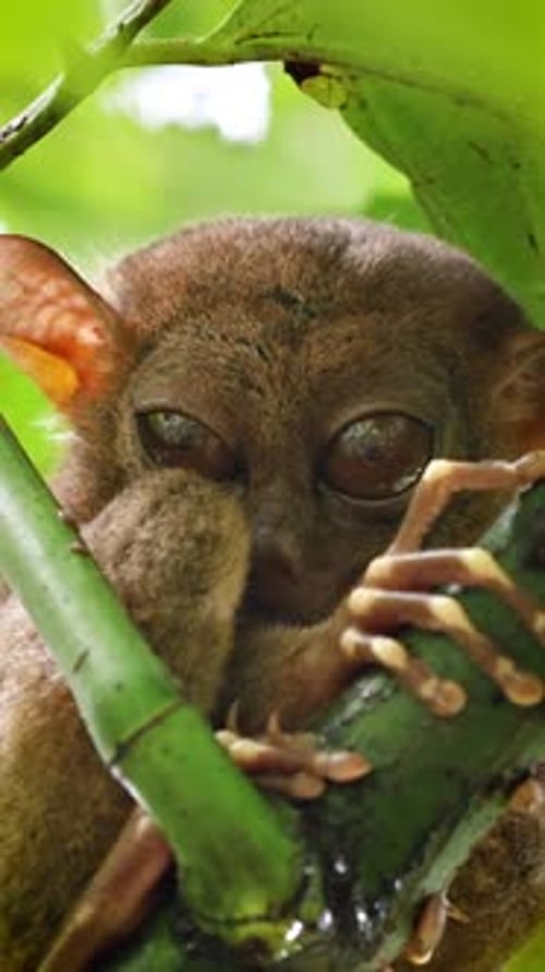 Le Tarsier au look unique. Vidéo verticale.