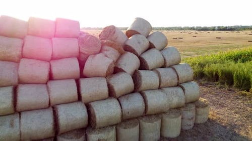 Many Twisted Dry Wheat Straw in Roll Bales on Field During Sunset Sunrise Rural