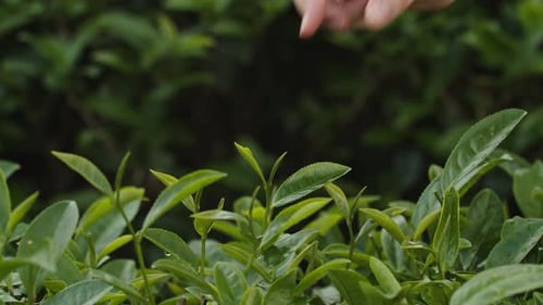 Close up on woman’s hand picking up fresh green tea leave at tea plantation terrace.