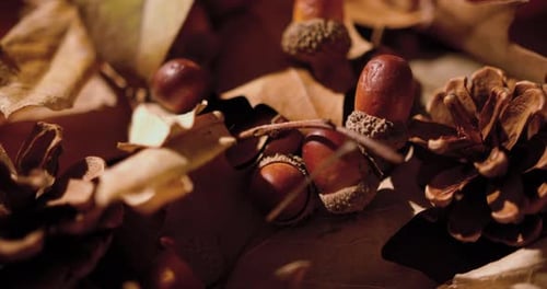 Close Up of Acorns and Pine Cones