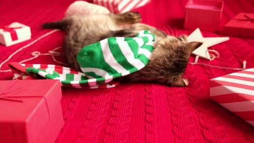 Playful Kitten with Christmas Presents