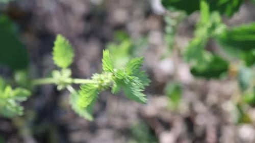 Nettle plant with green leaves growing outdoors, closeup