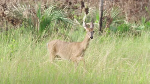 Graceful Deer Standing in Sunny Grassy Meadow