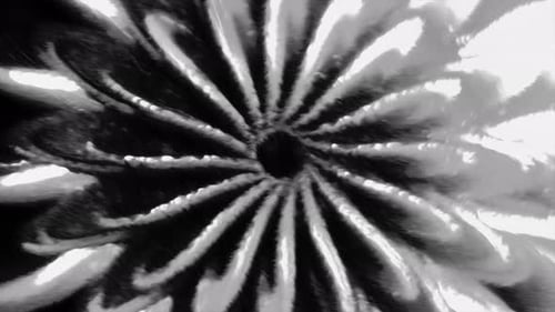 Lines of 3d floral pattern move with black hole in center