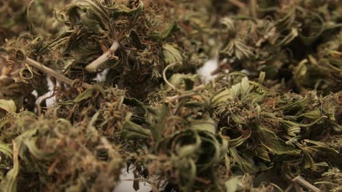 Close Up Shot of Dried Plant Matter