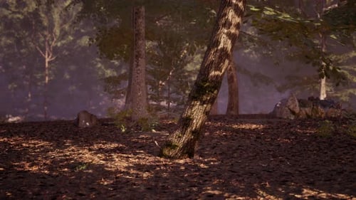 Misty Forest Landscape with Sunlight Filtering Through Trees at Dawn
