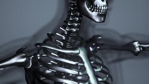 Animated Metallic 3D Human Skeleton Anatomy Model