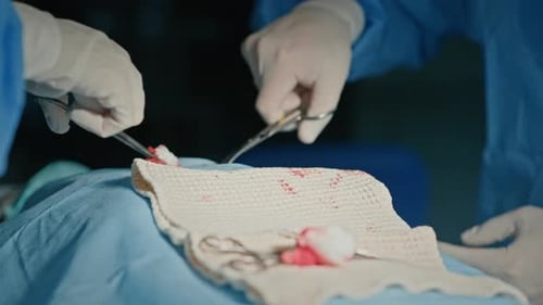 Surgeons Perform Surgery with Instruments in Operating Room