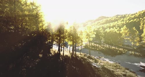 La lumière du soleil filtre à travers les grands arbres dans un paysage naturel serein