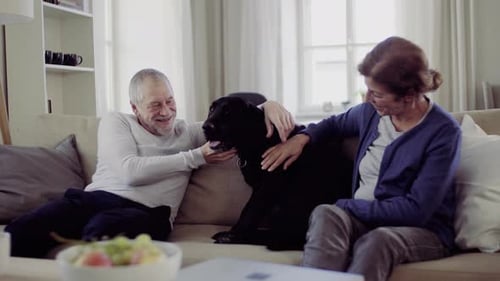 Senior couple petting dog on sofa at home