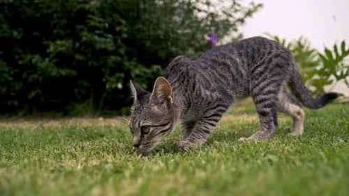 Striped Tabby Cat Walking on Grass