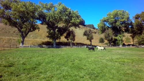 Des chevaux galopent à travers la ferme lors de la deuxième journée ensoleillée