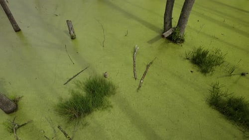Aerial top-down shot of the natural swamp with shadows of the dead trees