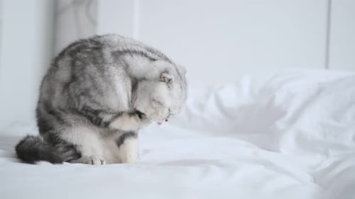 Gray Cat Grooming Itself on Bed
