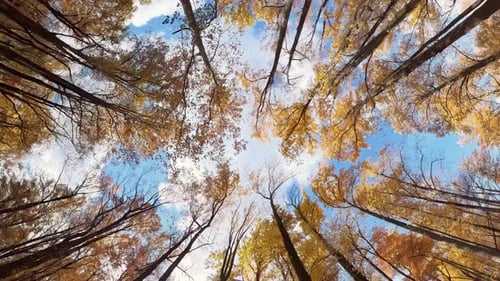 POV Wide View of Driving Through Autumn Forest Upward View of Colorful Fall Trees and Blue Sky