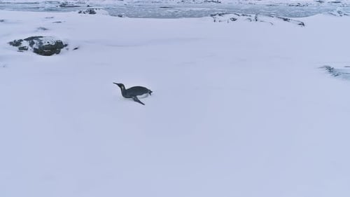 Lone Penguin Waddling Across Snowy Winter Landscape