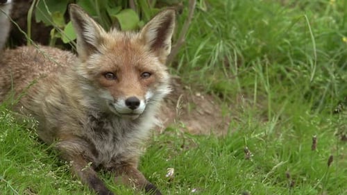Red Fox, vulpes vulpes, Portrait of an Adult female in the forest among foliage, Normandy in France