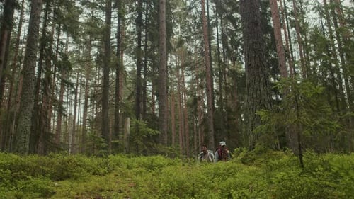 Woman and Man Wearing Backpacks Exploring Paths in Lush Forest