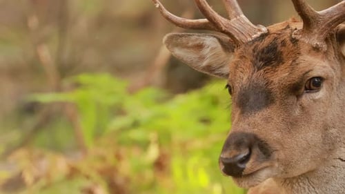 Fallow Deer Or Dama Dama Grazes In Autumn Forest Close Up Deer